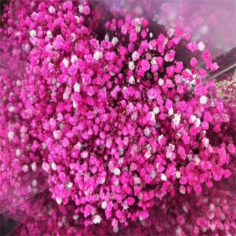 2019 Best Selling Flower Decorative Preserved Babysbreath Gypsophila for Celebration