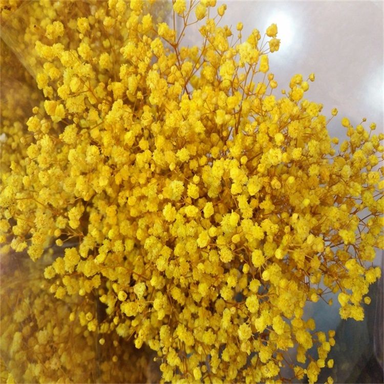 2019 Best Selling Flower Decorative Preserved Babysbreath Gypsophila for Celebration