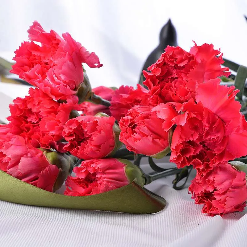 2019 Best Selling Flower Ornamental Fresh Cut Flower Spray Carnation Red for Decoration