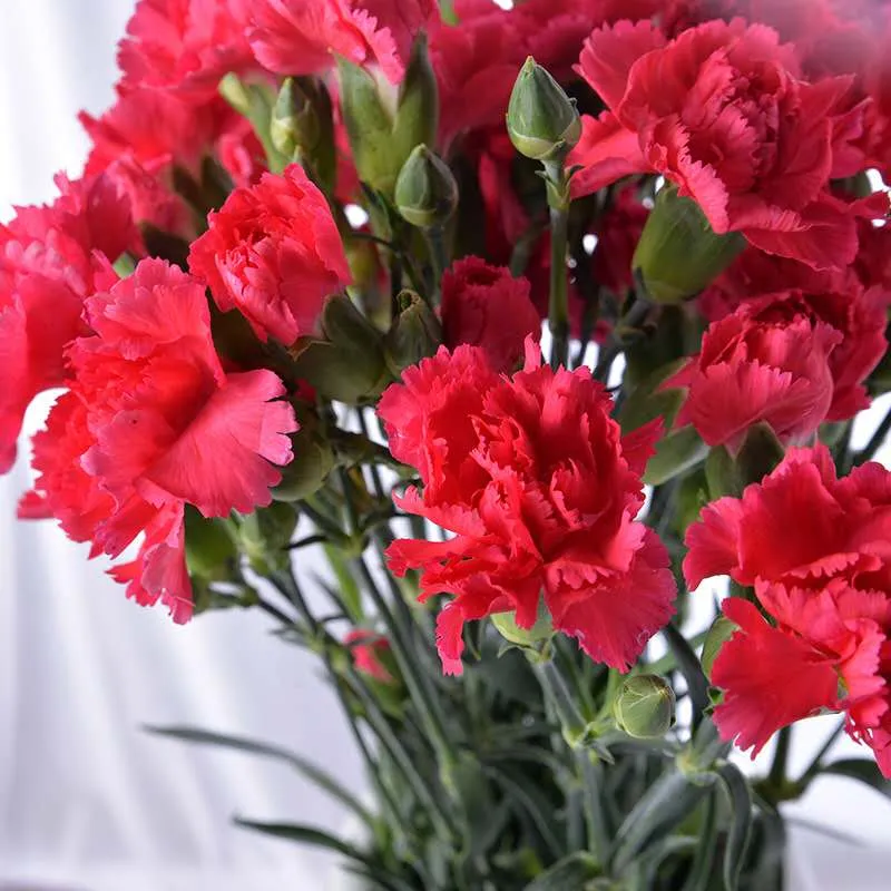 2019 Best Selling Flower Ornamental Fresh Cut Flower Spray Carnation Red for Decoration
