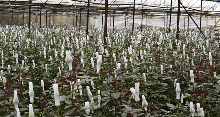 3-4cm Immortal Rose A Grade Immortal Flower Dried Flower