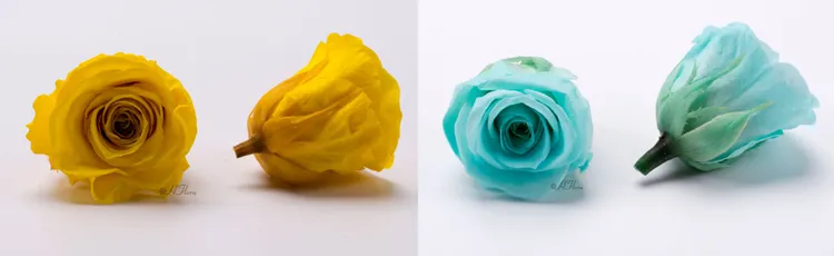 3-4cm Immortal Rose A Grade Immortal Flower Dried Flower