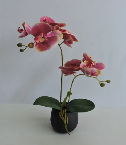 45cm H Double Stems Pink Plastic Orchid in Cement Pot
