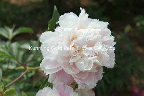 Beautiful Natural High Quality Fresh Cut Flower Chinese Peony