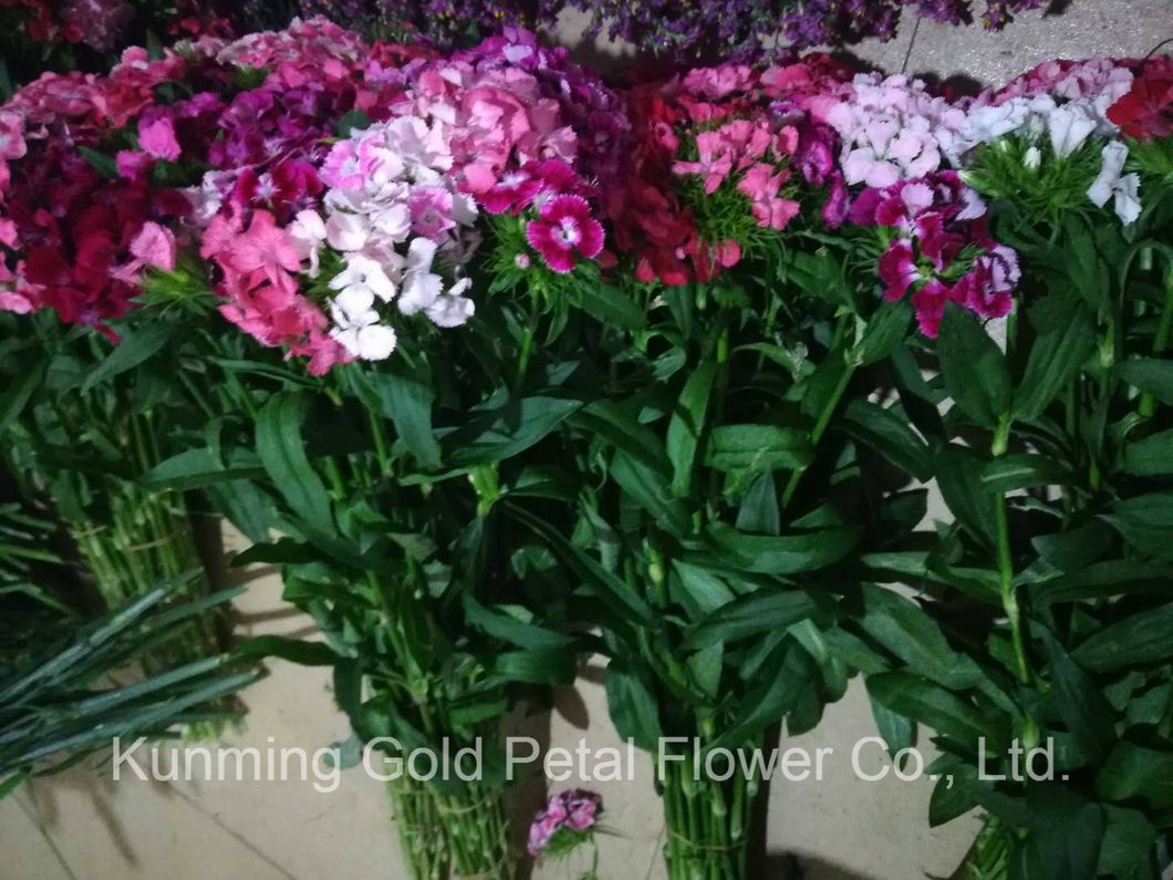 Best Quality Fresh Cut Flowers Colorful Dianthus for Great Decoration