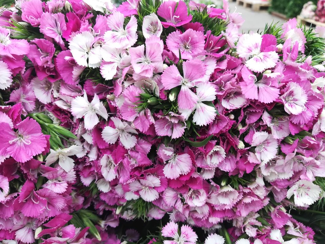 Best Quality Fresh Cut Flowers Colorful Dianthus for Great Decoration
