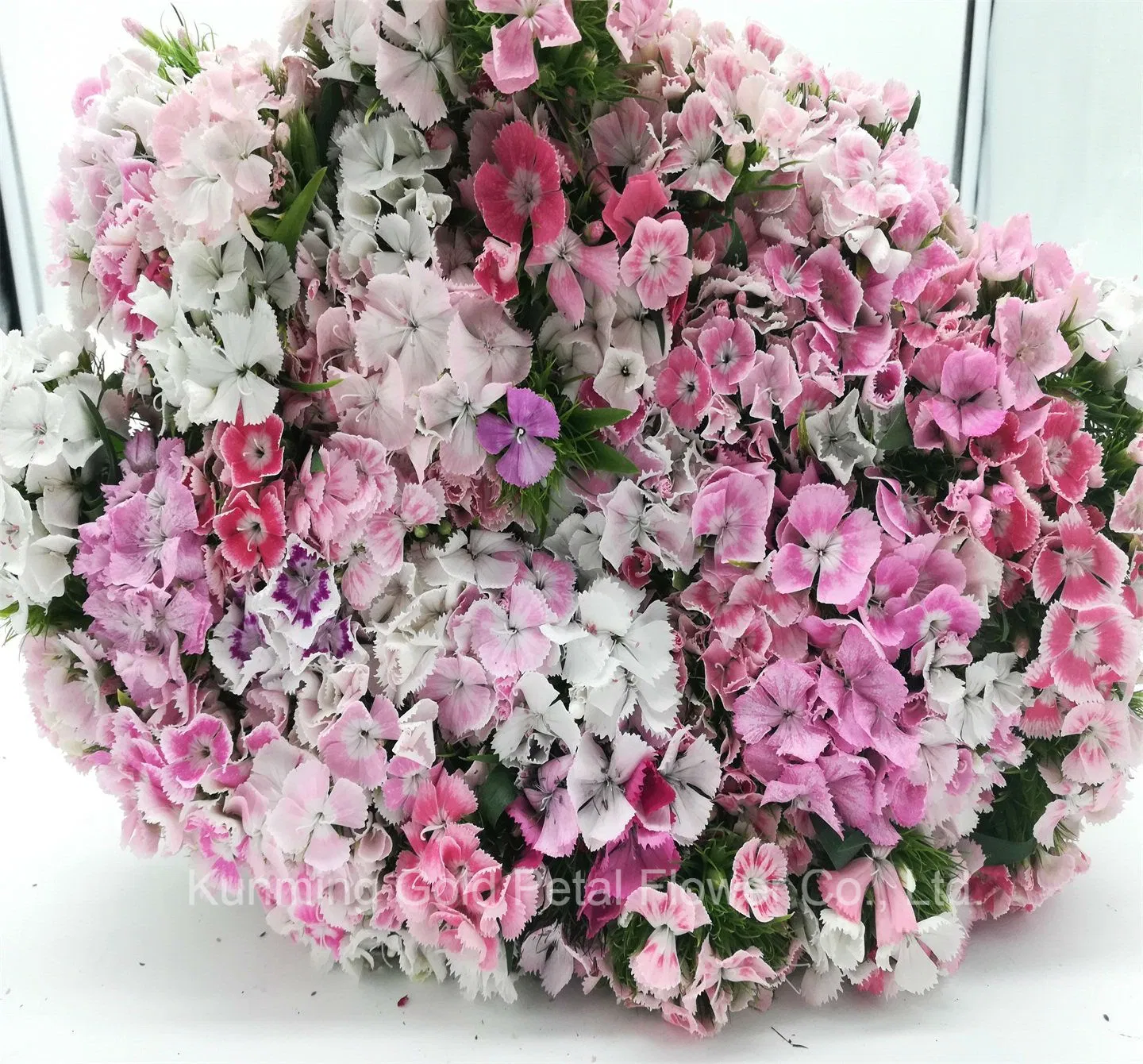 Best Quality Fresh Cut Flowers Colorful Dianthus for Great Decoration