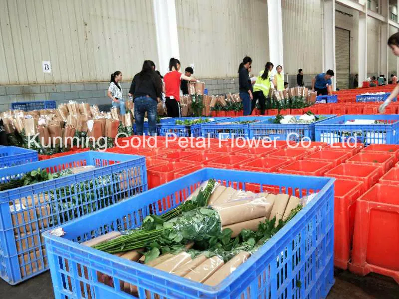 Wholsales Wonderful Quality Fresh Cut Flower Spray Red Carnation