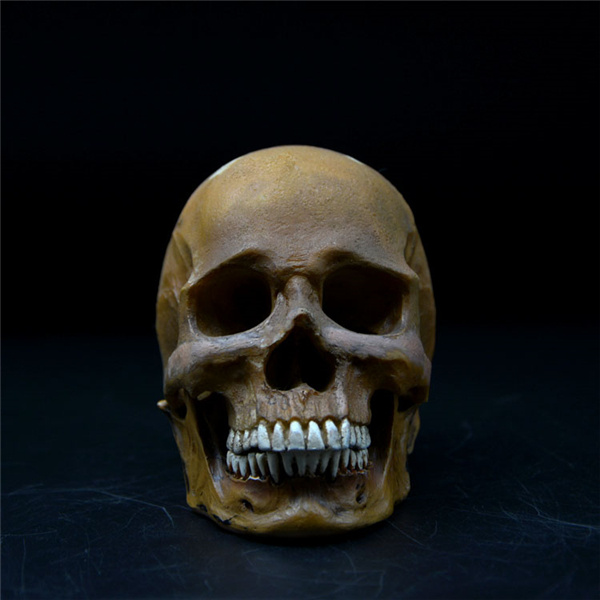 Customized Skull Model for Decoration