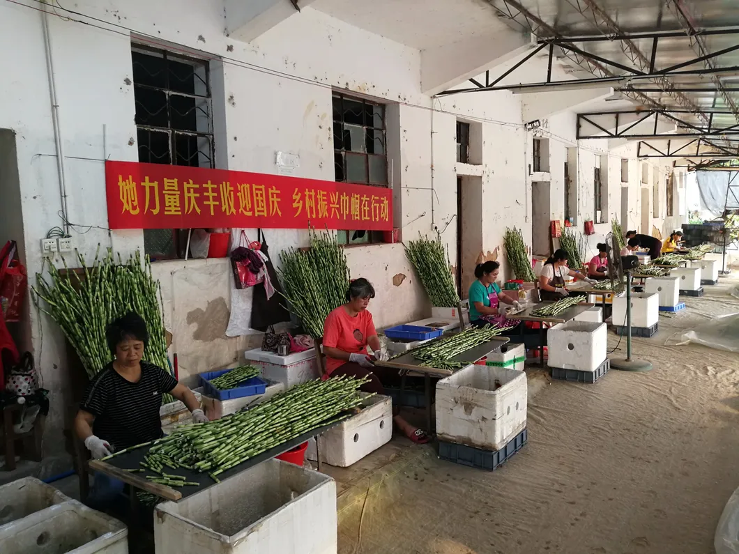Dracaena Sanderiana 30cm-100cm Indoor Plant Flower Fengshui Evergreen Bonsai Spiral Lucky Bamboo