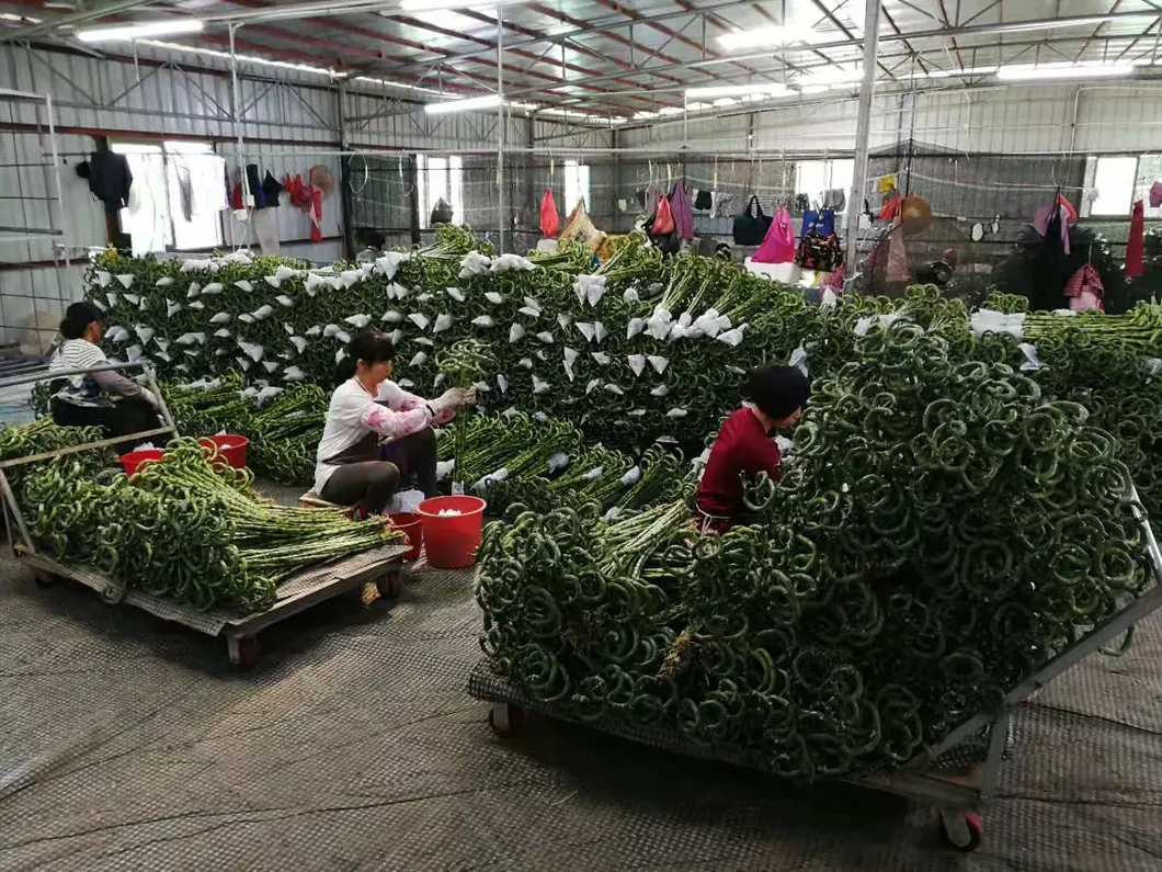 Dracaena Sanderiana 30cm-100cm Indoor Plant Flower Fengshui Evergreen Bonsai Spiral Lucky Bamboo