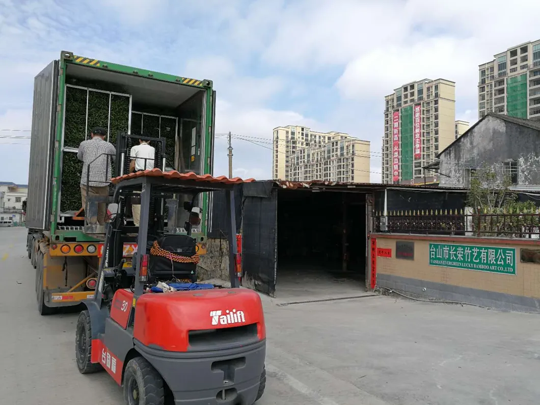 Dracaena Sanderiana 30cm-100cm Indoor Plant Flower Fengshui Evergreen Bonsai Spiral Lucky Bamboo