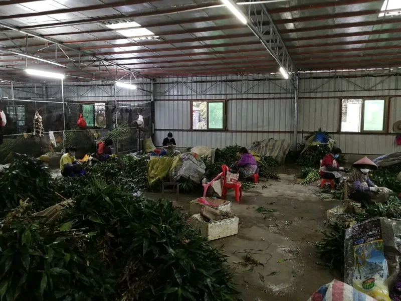 Dracaena Sanderiana 30cm-100cm Indoor Plant Flower Fengshui Evergreen Bonsai Spiral Lucky Bamboo