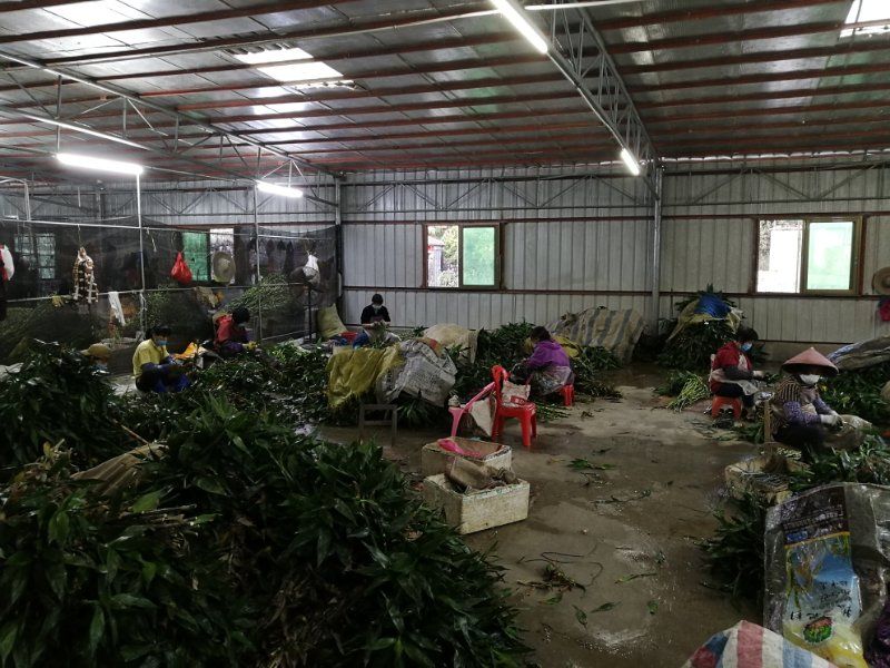 Dracaena Sanderiana Plant Flower Fengshui Bonsai Evergreen Indoor Spiral Lucky Bamboo