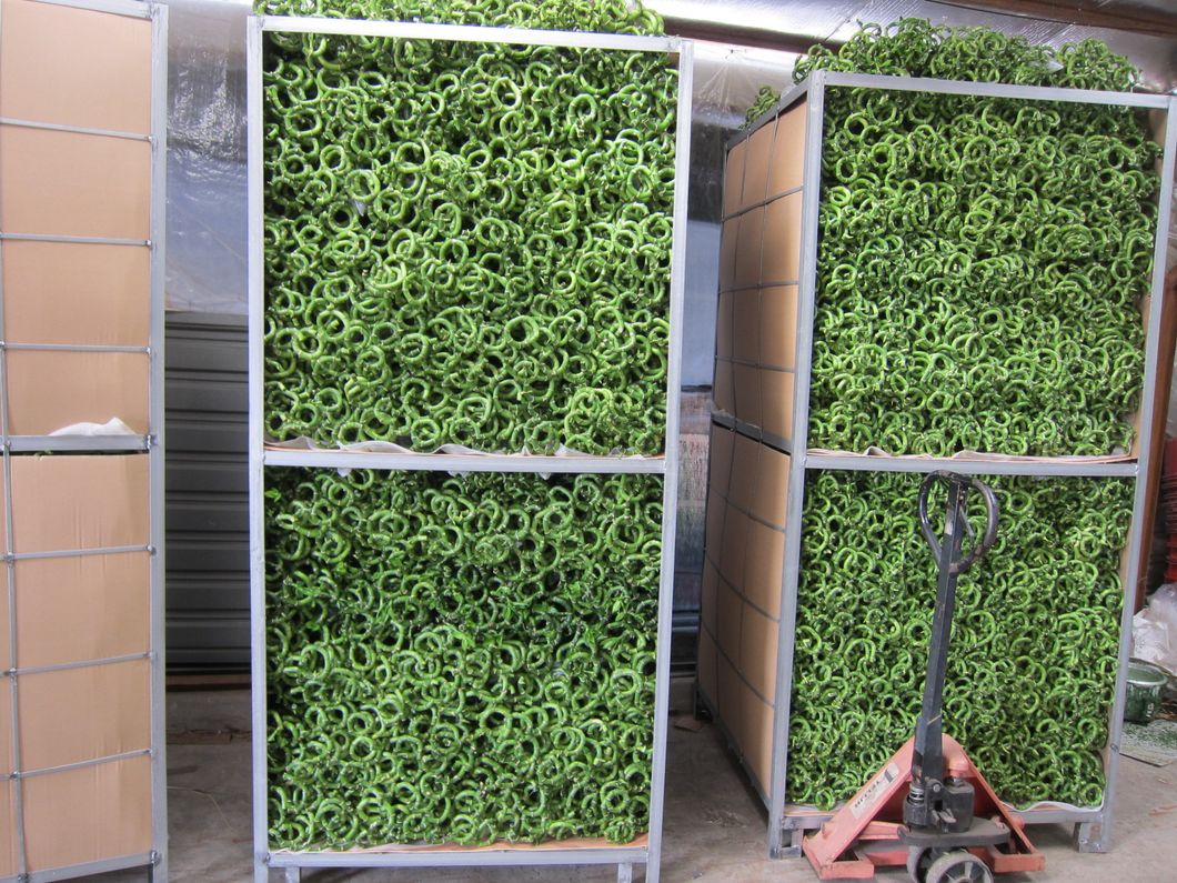 Dracaena Sanderiana Plant Flower Fengshui Bonsai Evergreen Indoor Spiral Lucky Bamboo