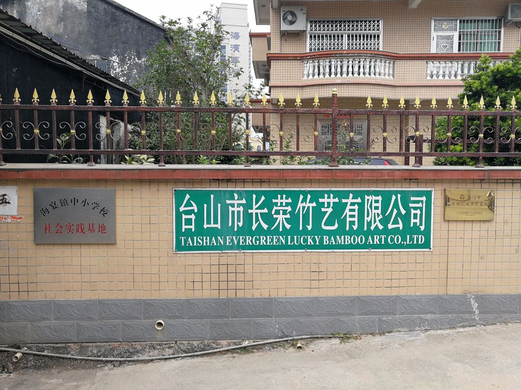 Dracaena Sanderiana Plant Flower Fengshui Bonsai Evergreen Indoor Spiral Lucky Bamboo