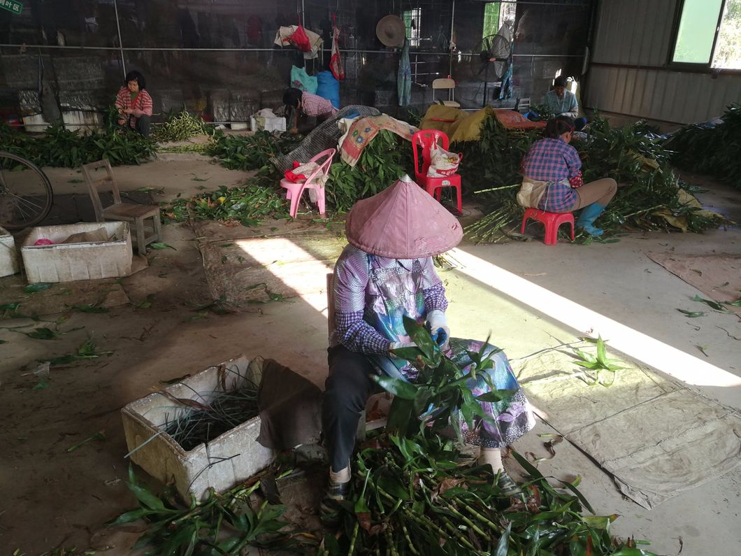 Dracaena Sanderiana Plant Flower Fengshui Bonsai Evergreen Indoor Spiral Lucky Bamboo