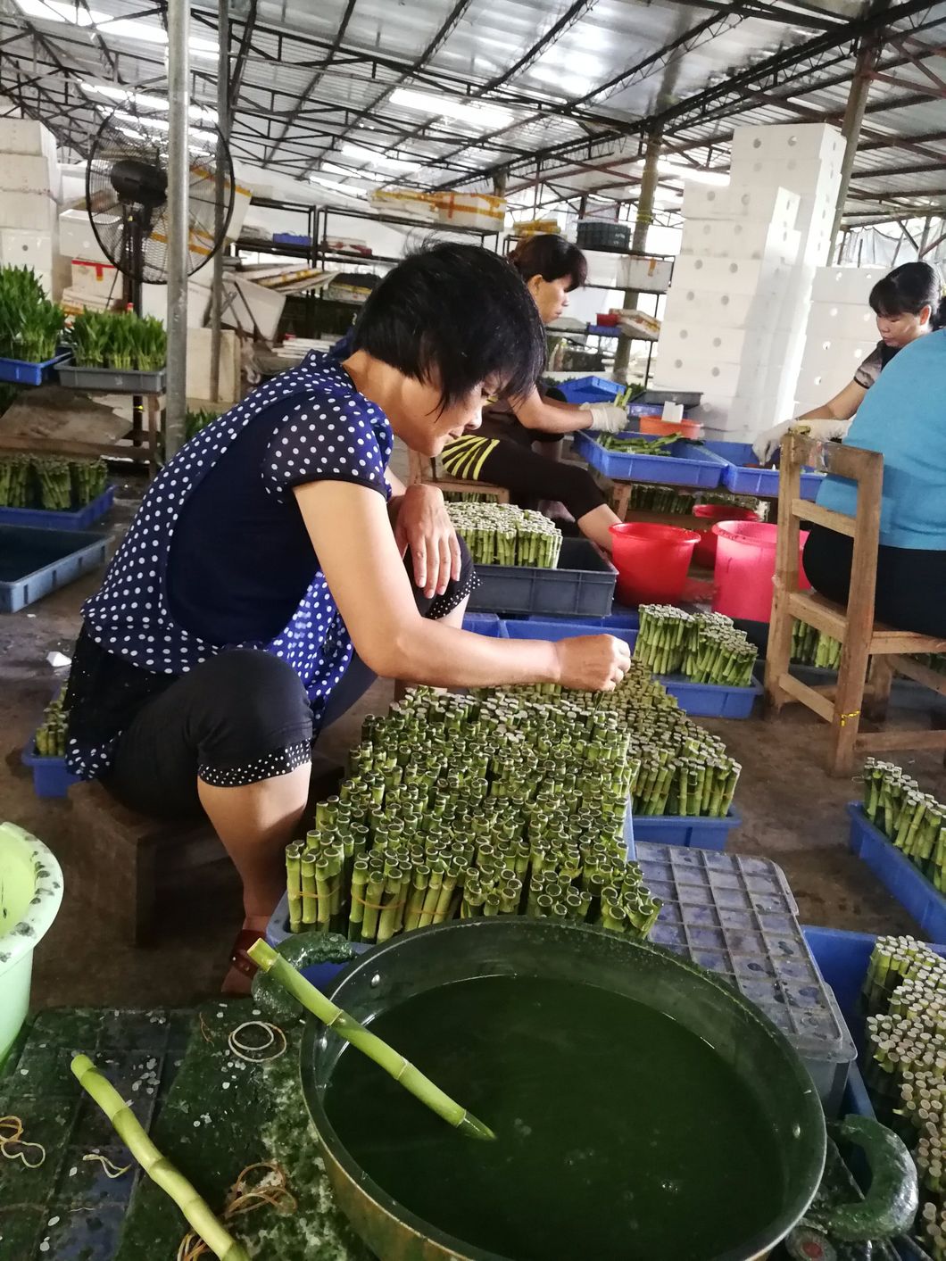 Dracaena Sanderiana Plant Flower Fengshui Bonsai Evergreen Indoor Spiral Lucky Bamboo