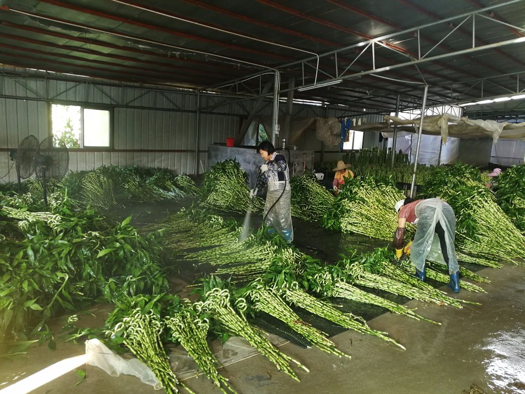 Dracaena Sanderiana Plant Flower Fengshui Bonsai Evergreen Indoor Spiral Lucky Bamboo