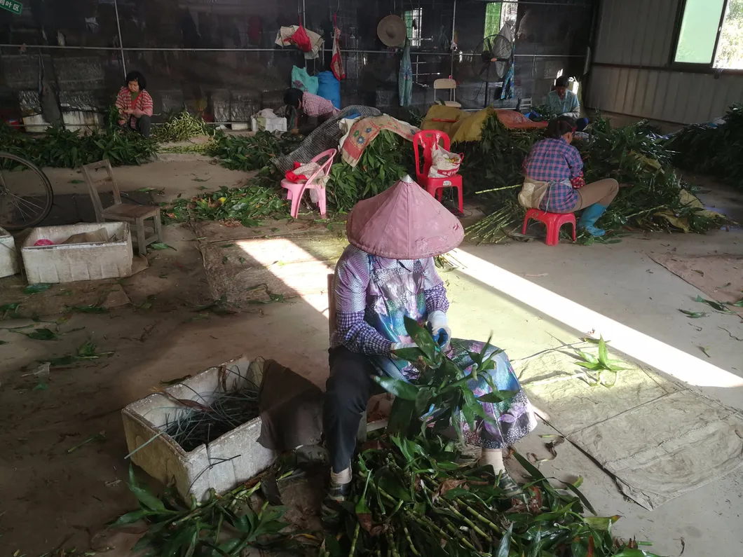 Dracaena Sanderiana Plant Flower Fengshui Bonsai Indoor Evergreen Spiral Lucky Bamboo