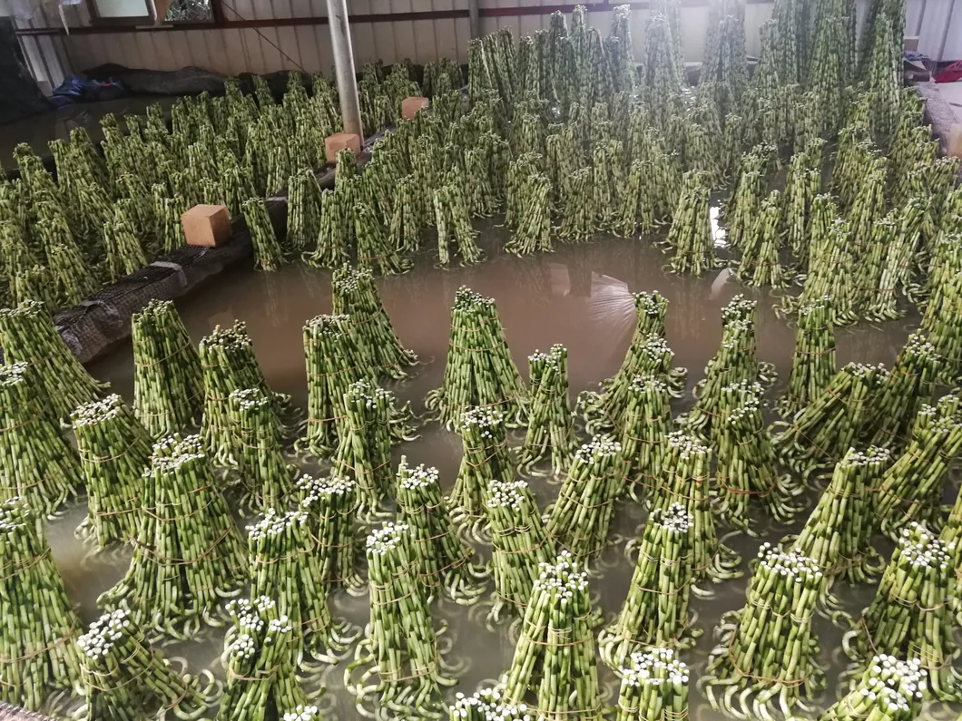 Dracaena Sanderiana Plant Flower Fengshui Bonsai Indoor Evergreen Spiral Lucky Bamboo