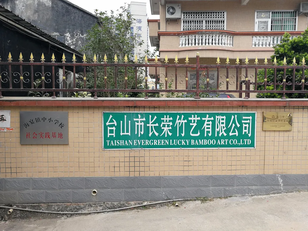 Dracaena Sanderiana Plant Flower Fengshui Bonsai Indoor Evergreen Spiral Lucky Bamboo