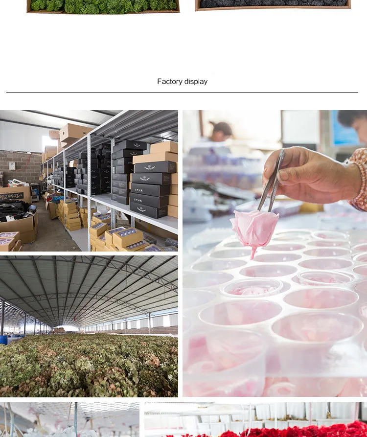 Dried Flower Immortal Flower Material 500g Large Box of Moss