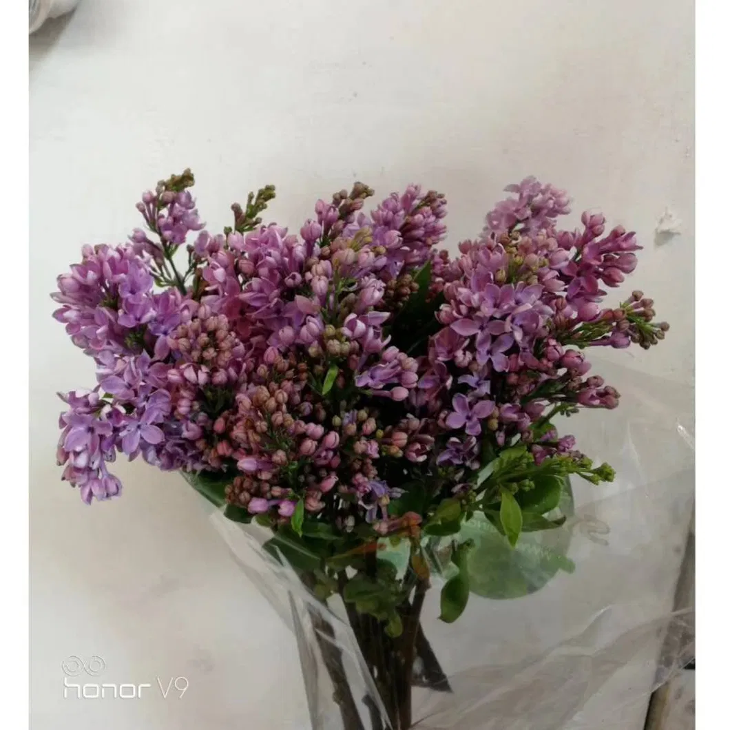 Export Fresh Cut Flower Best Selling Ornamental Purple Lilac for Decoration