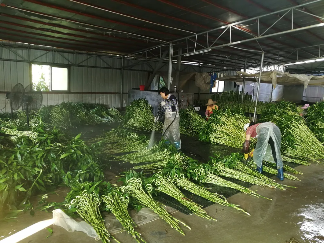 Fengshui Lucky Bamboo Dracaena Sanderiana