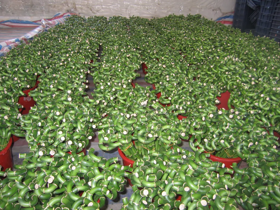 Fengshui Lucky Bamboo Dracaena Sanderiana