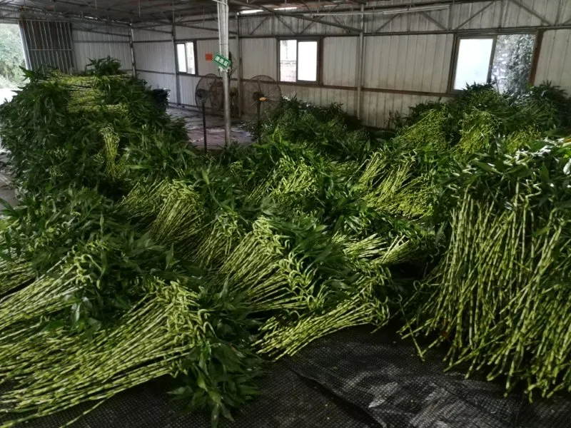 Fengshui Lucky Bamboo Dracaena Sanderiana