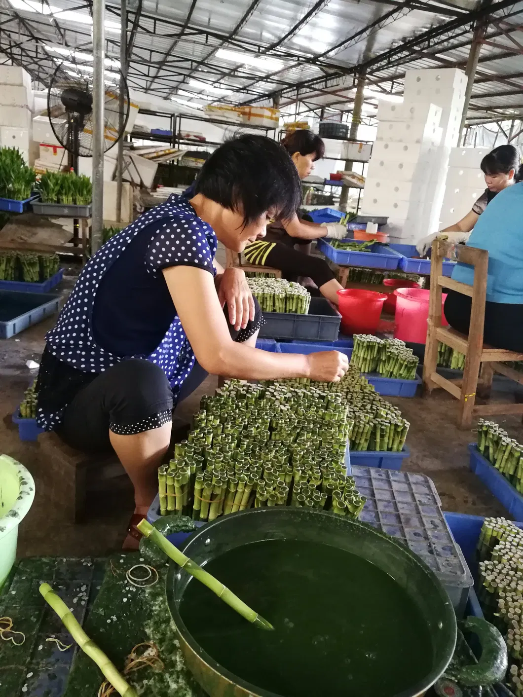 Fengshui Lucky Bamboo Dracaena Sanderiana