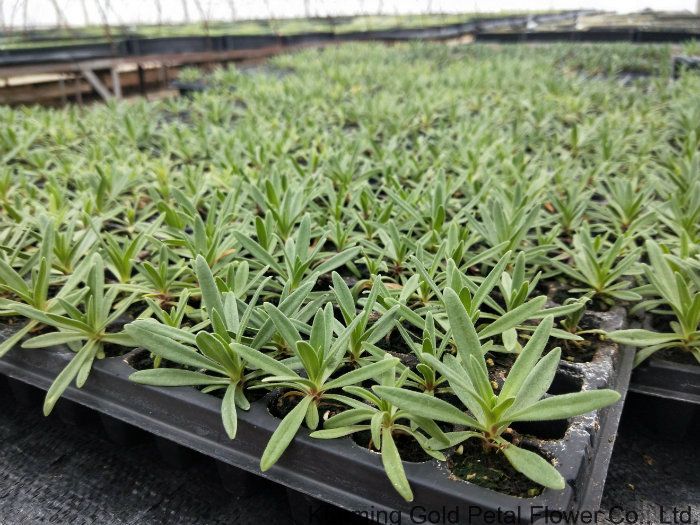 High Quality Fresh Cut Flower Natural Gypsophila