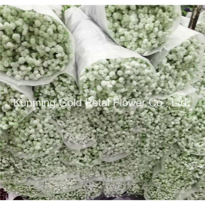 High Quality Fresh Cut Flower Natural Gypsophila