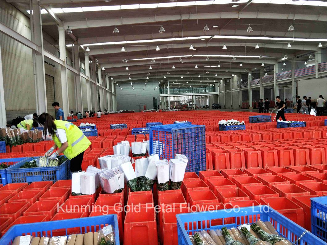 High Quality Fresh Cut Flower Natural Gypsophila