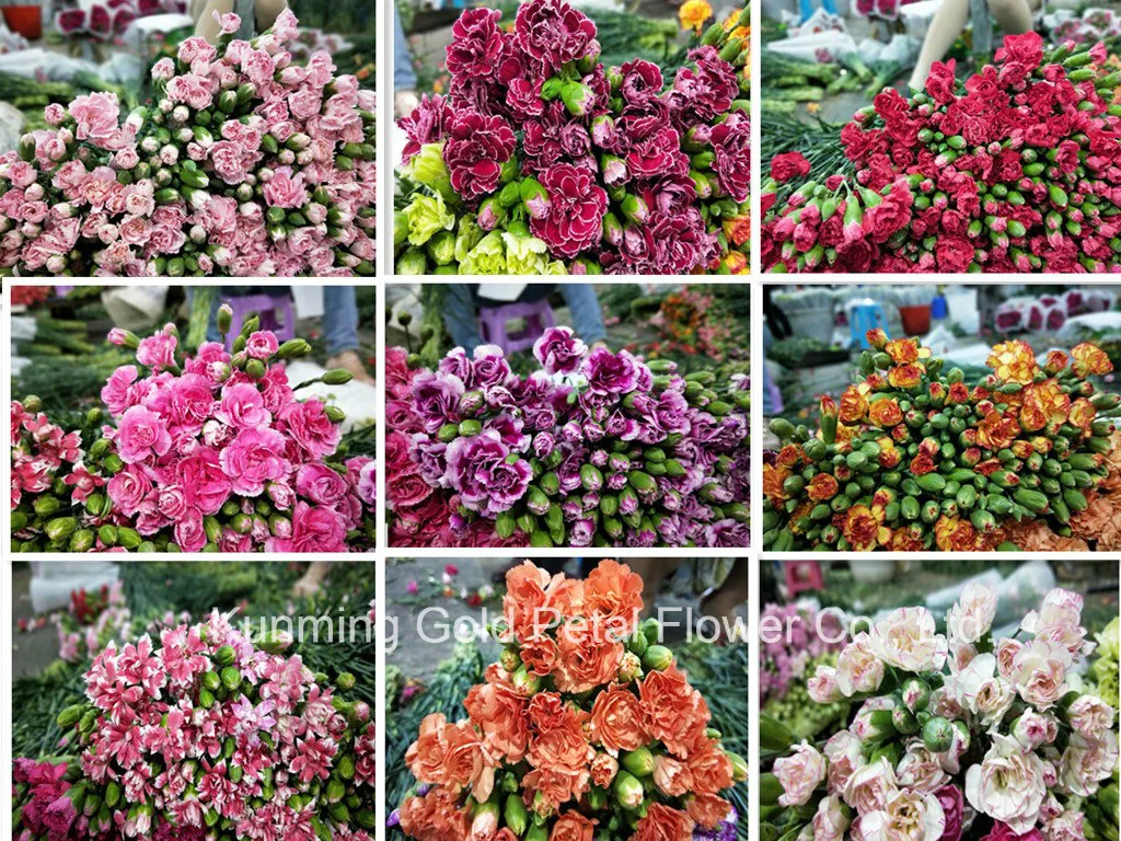 Hot Sell High Quality Fresh Cut Flowers Carnations Orange and Red Edge Carnation