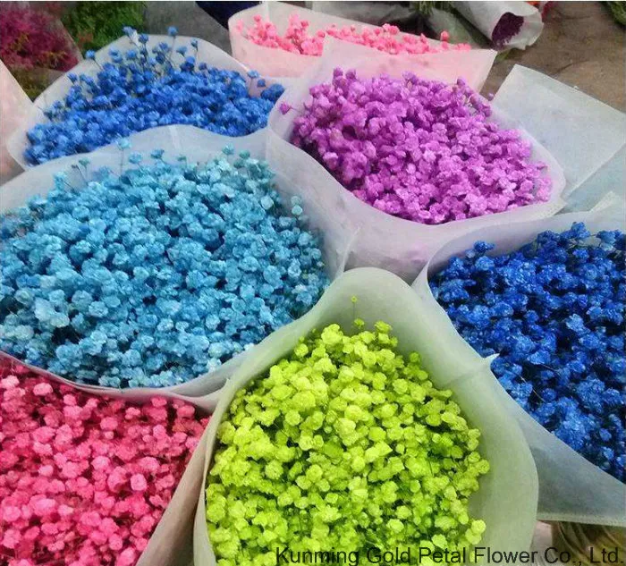 Natural Fresh Cut Flower Colorful Gypsophila