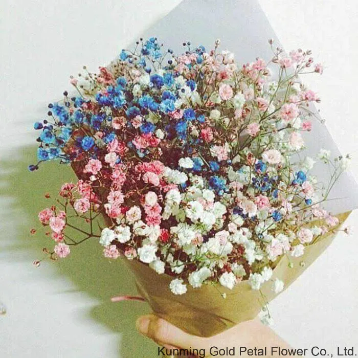 Natural Fresh Cut Flower Colorful Gypsophila
