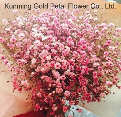 Natural Fresh Cut Flower Colorful Gypsophila