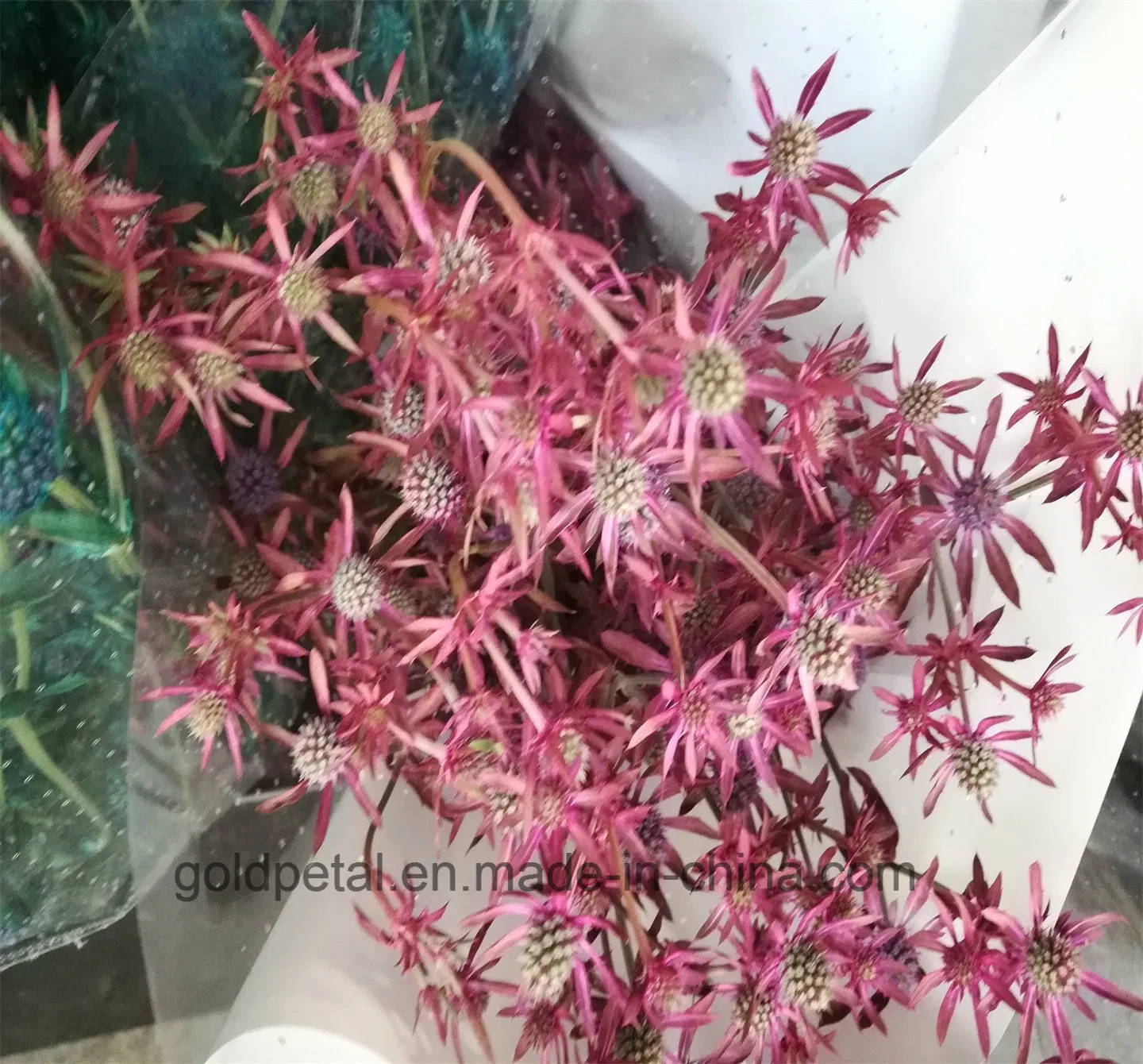 Natural Superior Quality Flower Fresh Cut Flowers Colorful Eryngium