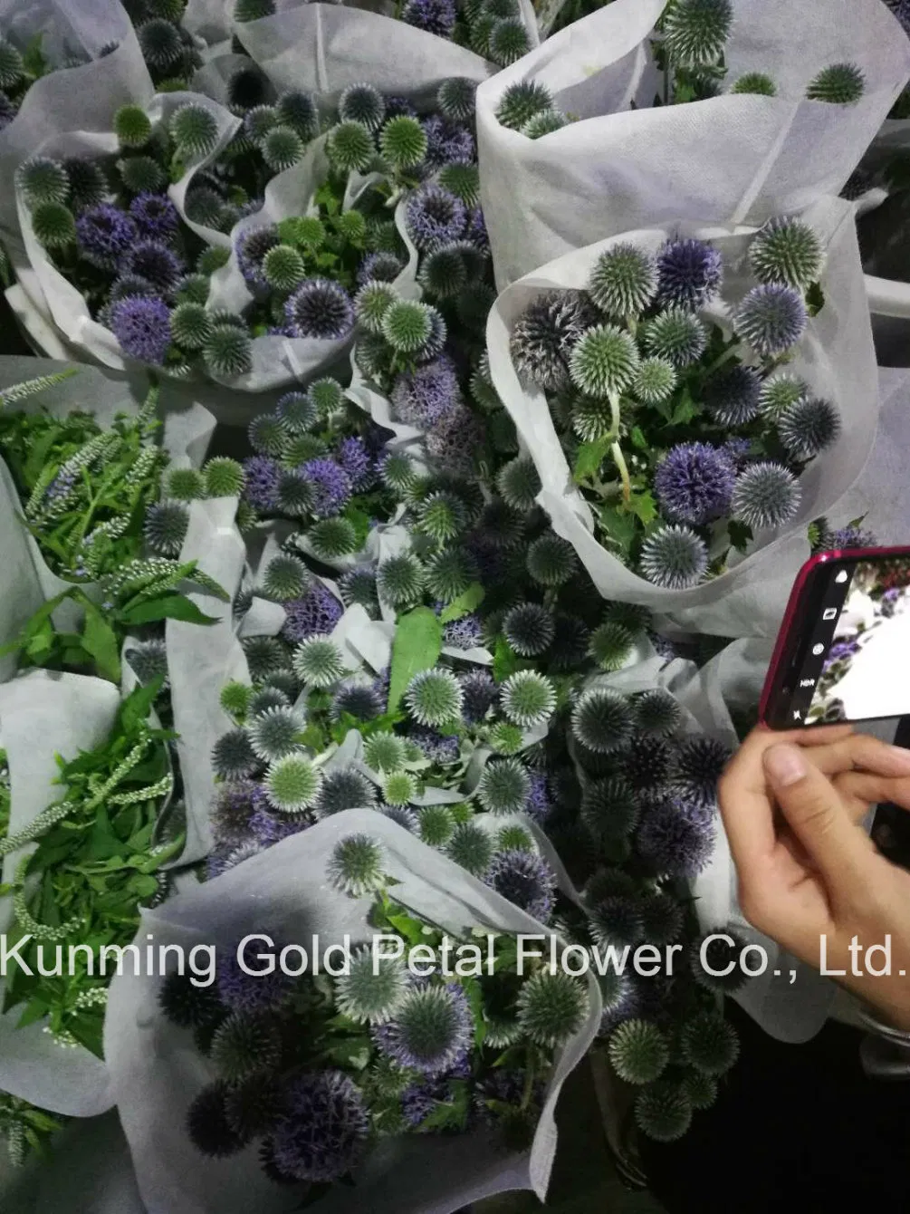 Natural Superior Quality Flower Fresh Cut Flowers Colorful Eryngium