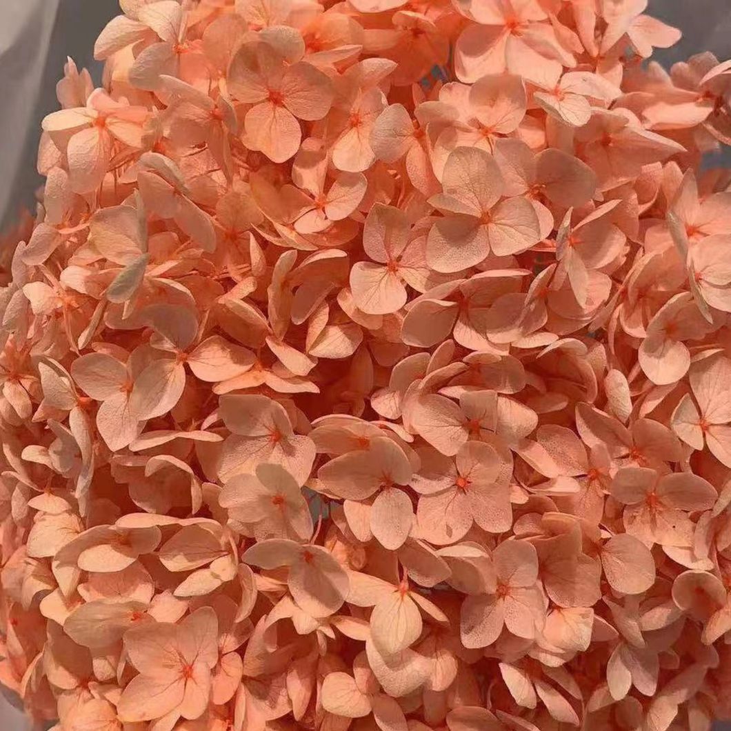 Reliable Chinese Supplier Wholesale Fresh Cut Flower Hydrangea for Decoration