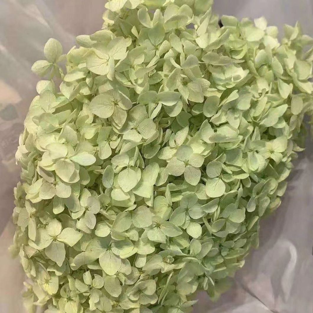 Reliable Chinese Supplier Wholesale Fresh Cut Flower Hydrangea for Decoration
