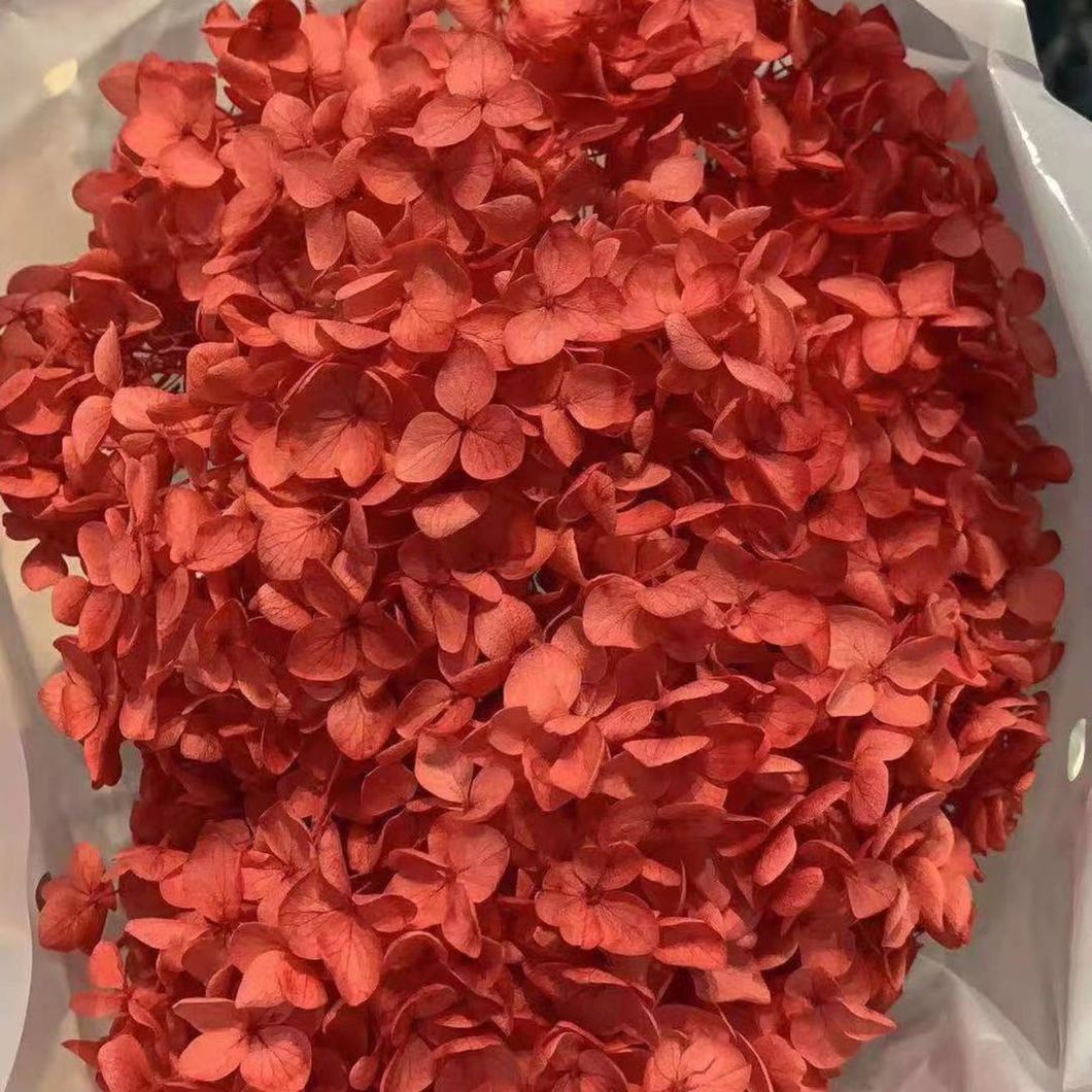 Reliable Chinese Supplier Wholesale Fresh Cut Flower Hydrangea for Decoration