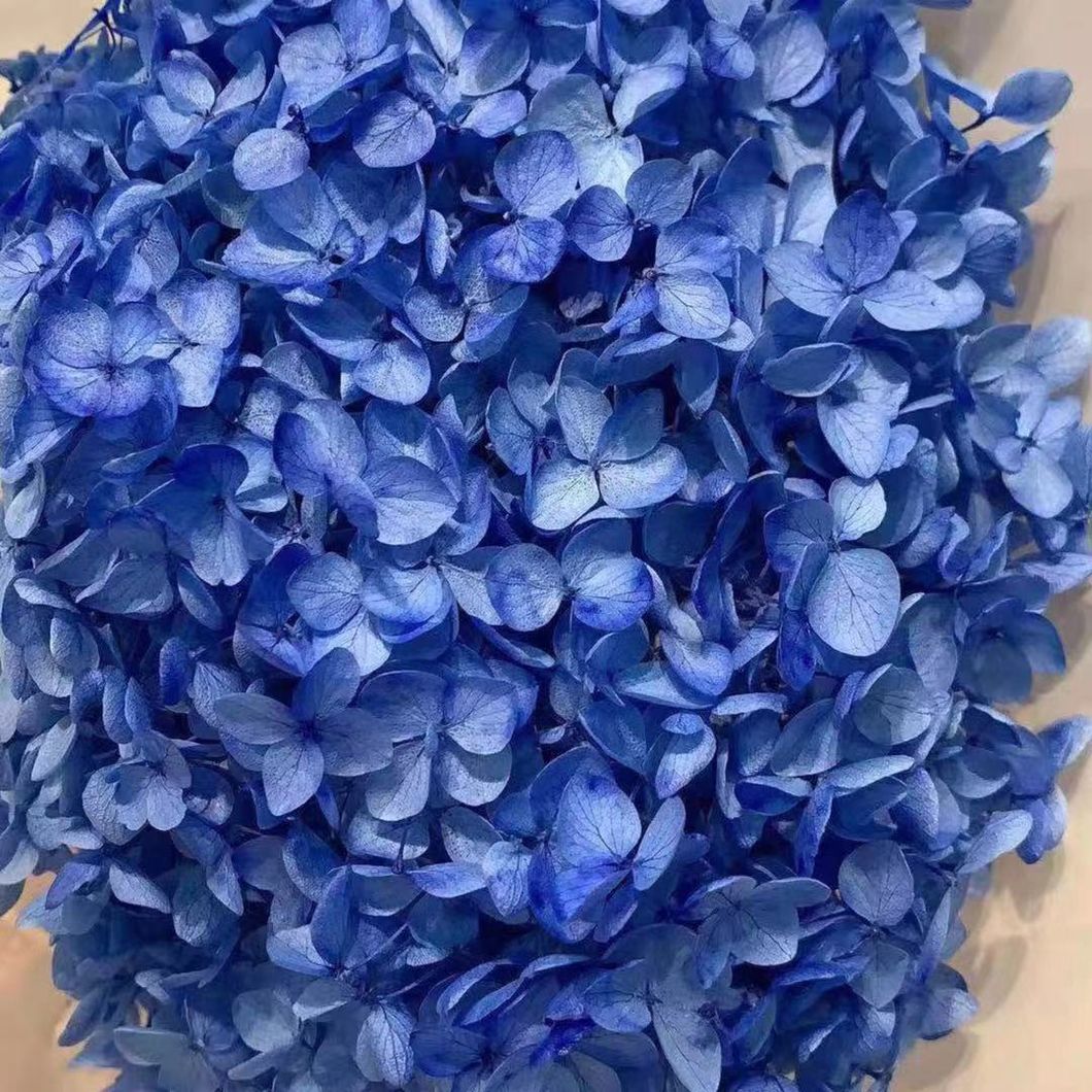Reliable Chinese Supplier Wholesale Fresh Cut Flower Hydrangea for Decoration