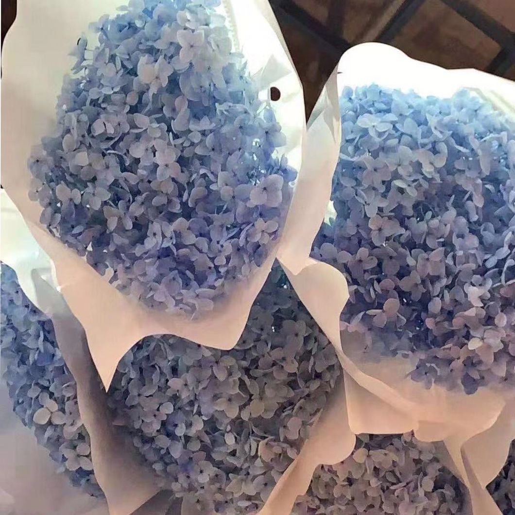 Reliable Chinese Supplier Wholesale Fresh Cut Flower Hydrangea for Decoration