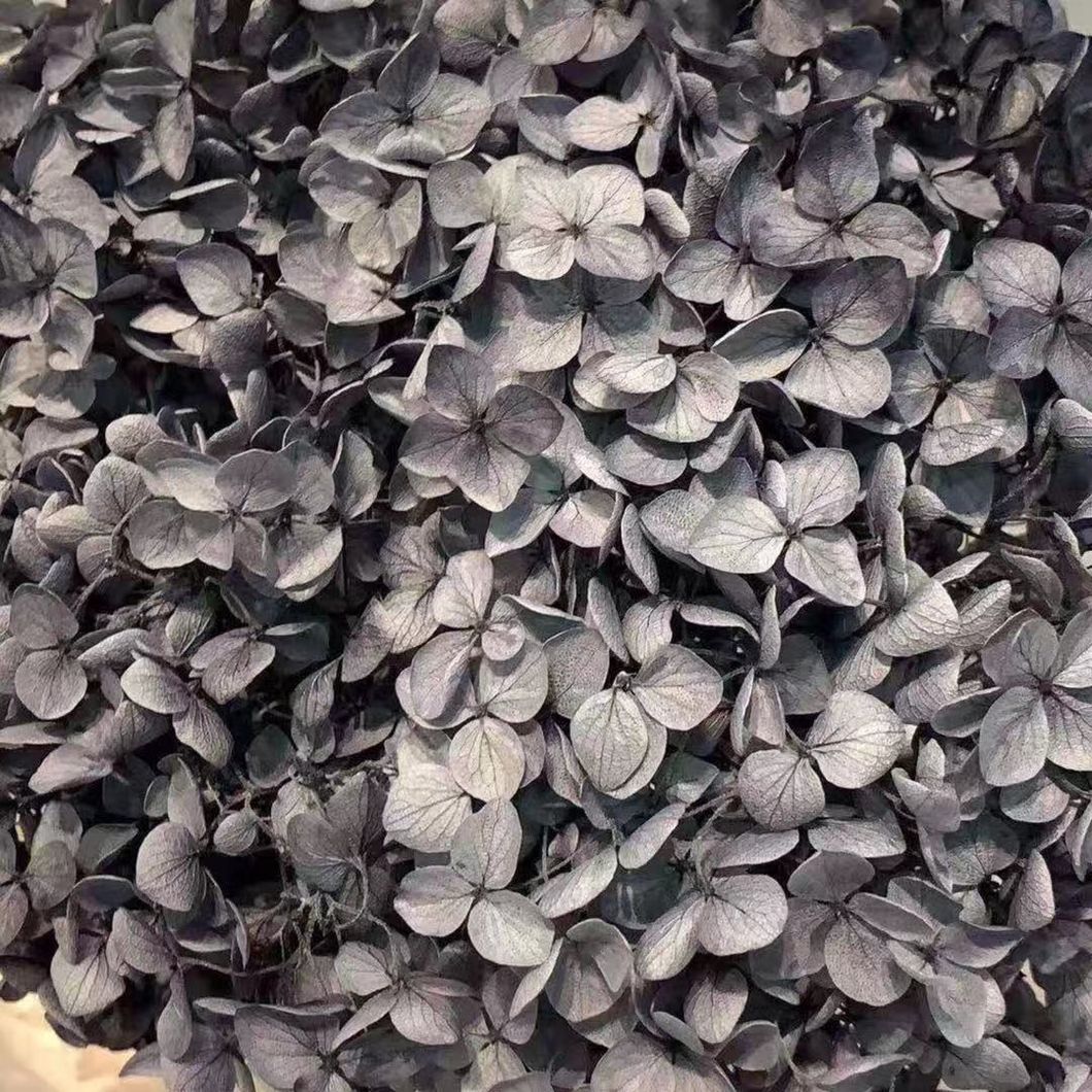 Reliable Chinese Supplier Wholesale Fresh Cut Flower Hydrangea for Decoration
