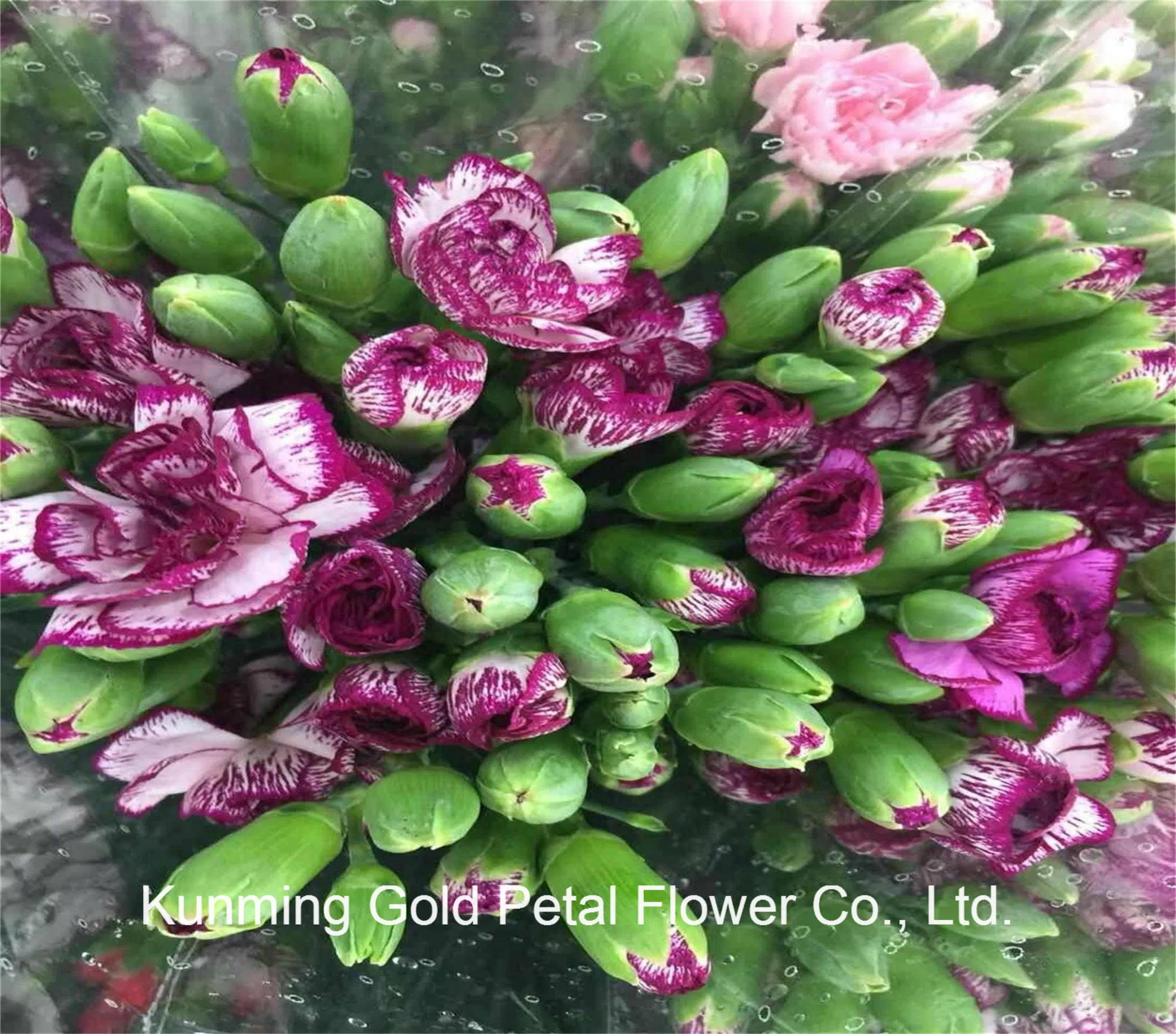 Salable Floral Fresh Flowers Purple Edge Carnation for Decoration