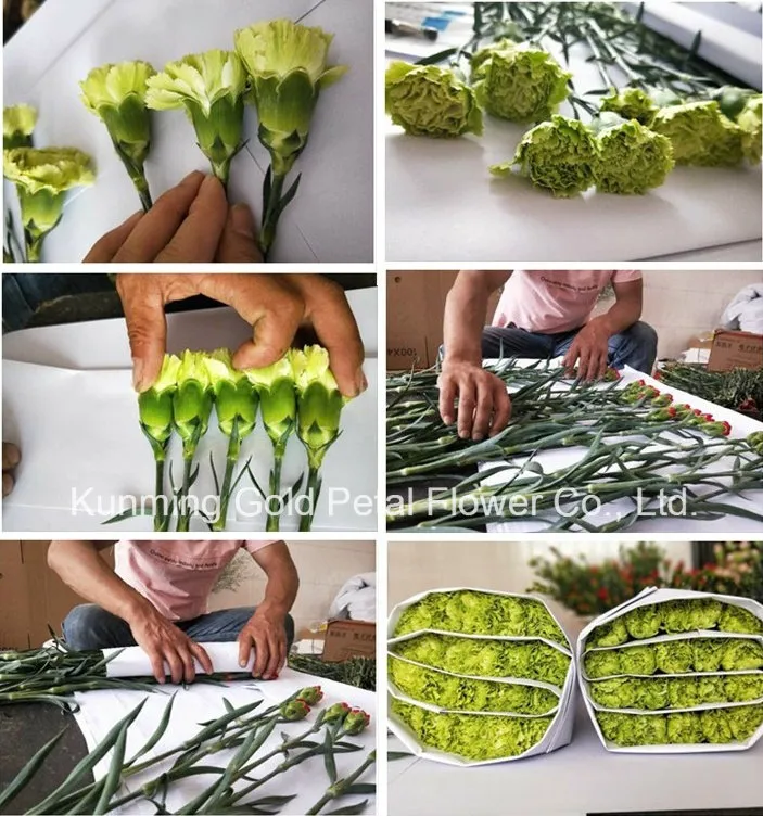 Salable Floral Fresh Flowers Purple Edge Carnation for Decoration