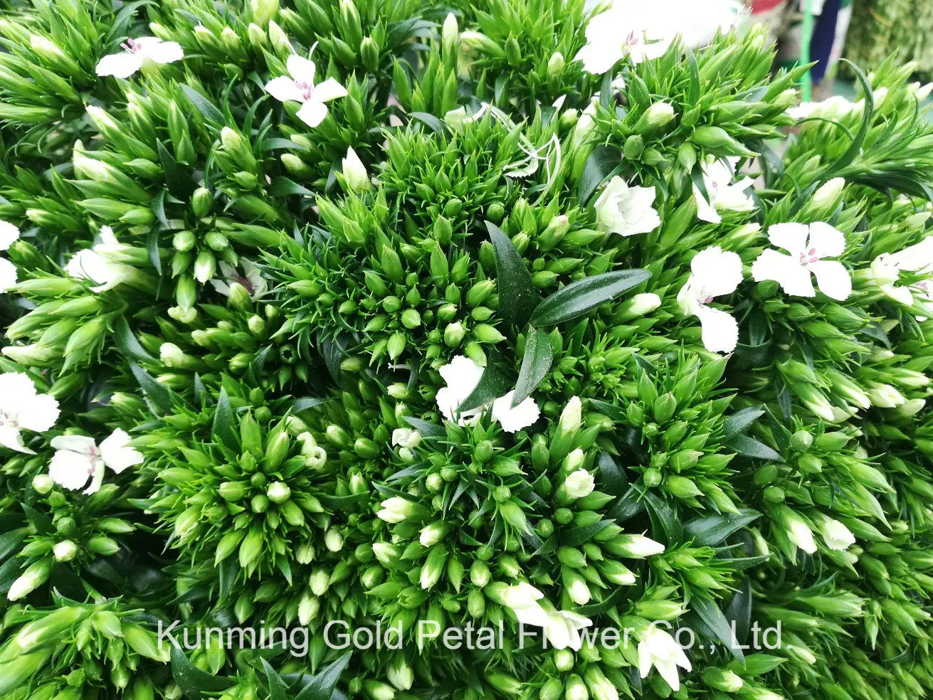 Superior Quality Wholsales Fresh Cut Flowers White Sweet William For Decoration